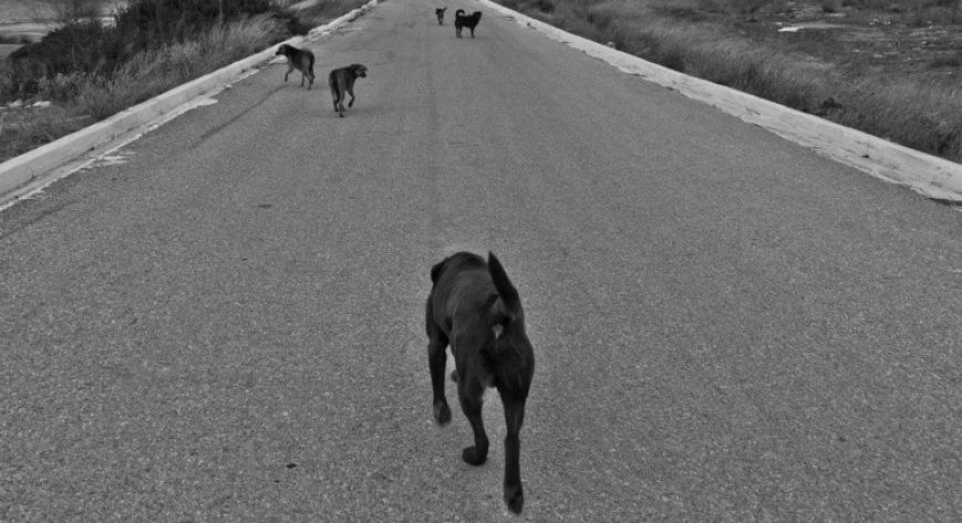 Φωτ: © Νέκτη Σταμέλου