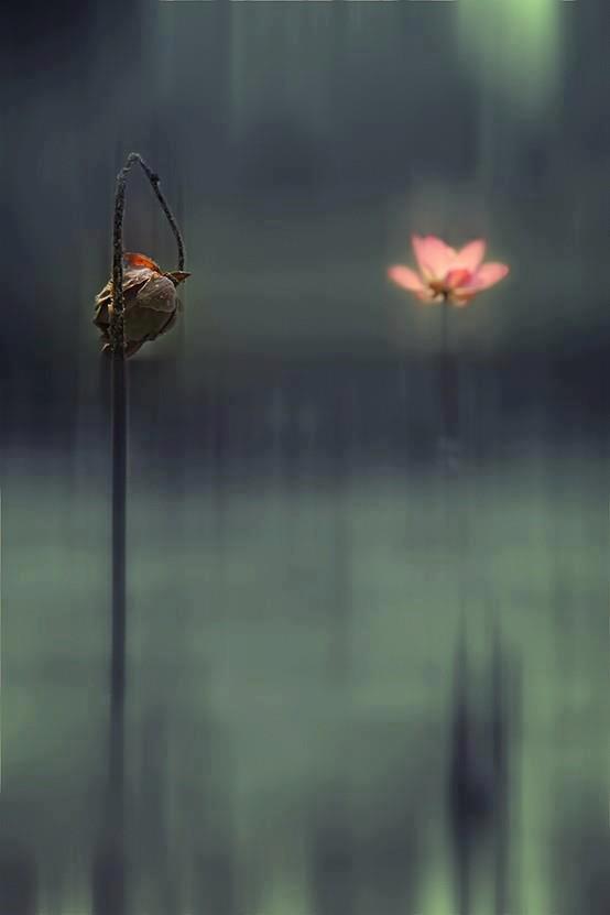 579805_451529158258983_93245562_n